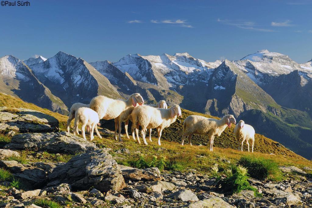 Haus Alpenfriede Apartman Ramsau im Zillertal Szoba fotó